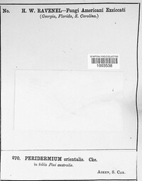 Peridermium orientale image